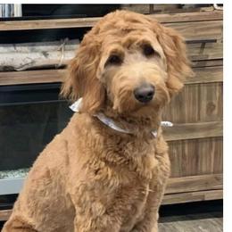 Rosie - Goldendoodle
