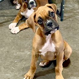 Boxer Puppies from Venician Boxers
