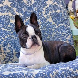 Monta - Boston Terrier
