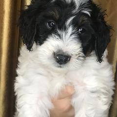 Goldendoodle and Irish Doodle Puppies from PollyWally Doodle