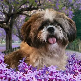 Ruckus - Shih Tzu