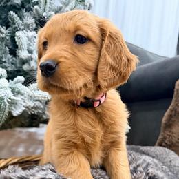 Praline - Dark golden female Golden Retriever puppy in Shingle Springs, California from Creamy Retrievers