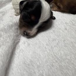 Dachshund Puppies from Gillian’s Darling’ Doxies