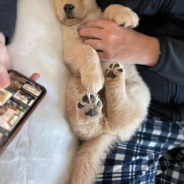 Golden Retriever Puppies from UnrivaledGoldens