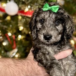 Montana - Merle Goldendoodle puppy in Morrow, Ohio from RemiRoodles
