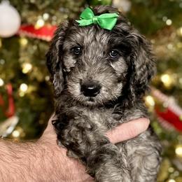 Montana - Merle Goldendoodle puppy in Morrow, Ohio from RemiRoodles
