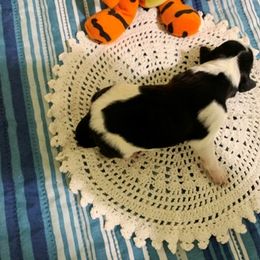 Girl 2 - Portuguese Water Dog puppy in Lakeview, Michigan from Cedar Creek Portuguese Water Dogs