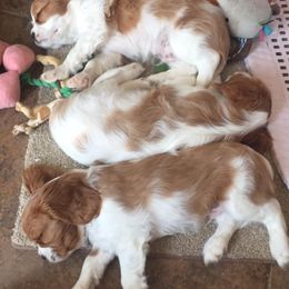 Cavalier King Charles Spaniel Puppies from Blueberry Hill Cavaliers