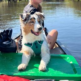 Dill - Australian Shepherd puppy from Louvre Australian Shepherds