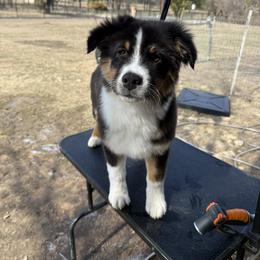 Australian Shepherd Puppies from Heritage Australian Shepherds