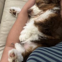 Aussiedoodle and Australian Shepherd Puppies from Junipersdoodles