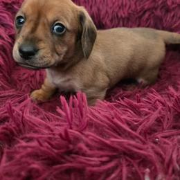 Green Collar Female - Fawn (isabella) and tan female Dachshund puppy in Otto, North Carolina from Windy Ridge Dachshunds