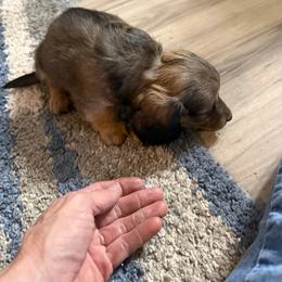 Maple - Cream male Dachshund puppy in Elko, Nevada from Willow Creek Acres Dachshunds & Collies