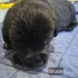 Bruce, blue collar - Black male Labrador Retriever puppy in Greenwich, Ohio from Pure Gem Kennel