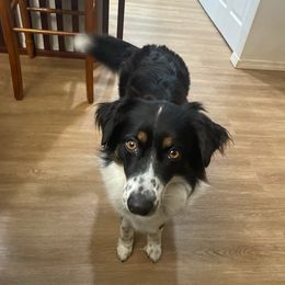 Australian Shepherds and Border Collies from Blue Ginger Border Collies