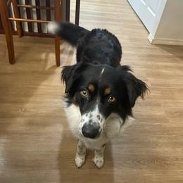 Australian Shepherds and Border Collies from Blue Ginger Border Collies
