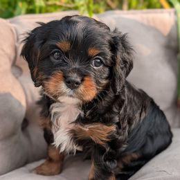 Puppy Dude - Black and tan male Cavalier King Charles Spaniel puppy in Fairfax, Virginia from The Kings Cavaliers