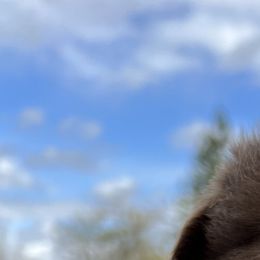 Australian Shepherd Puppies from Winchester Aussies