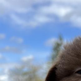Australian Shepherd Puppies from Winchester Aussies
