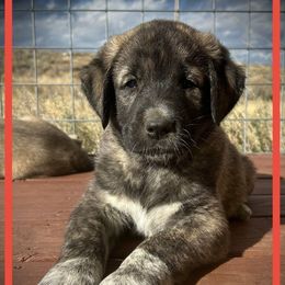 Red - Brindle male Anatolian Shepherd Dog puppy in Clark, Wyoming from Fyne Acres