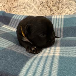 Yellow Collar Female - Black and white female Staffordshire Bull Terrier puppy in Princeton, Minnesota from Thor’s Beagles & Maha’s Staffy