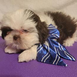 Maddox - Liver and white male Shih Tzu puppy in Parma, Ohio from D's DeVine Shih-Tzu