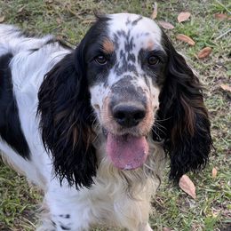 Lefty - English Springer Spaniel