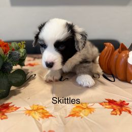 Skittles - Blue merle and white male Cardigan Welsh Corgi puppy in Canonsburg, Pennsylvania from Lady Luna's Cardigan Welsh Corgis