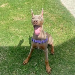 Doberman Pinscher and French Bulldog Puppies from Upper Echelon Kennel