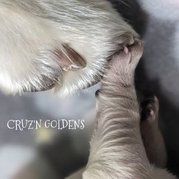 Golden Retriever Puppies from Carolyn Maddux's Golden Retrievers