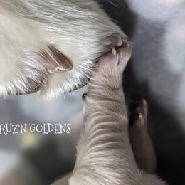 Golden Retriever Puppies from Carolyn Maddux's Golden Retrievers