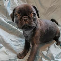Girl 5 - Black female Pug puppy in Blountsville, Alabama from Rock Springs Pugs
