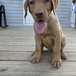 Labrador Retriever Puppies from Ashton White's Labrador Retrievers