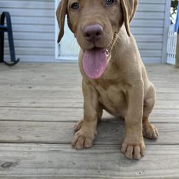 Labrador Retriever Puppies from Ashton White's Labrador Retrievers