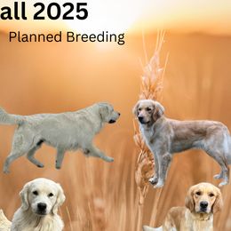 Golden Retriever puppies from Maine Backwoods Kennel