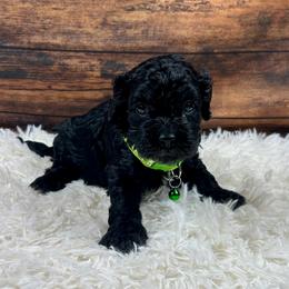 Ross - Black and white male Cockapoo puppy in Lancaster, Missouri from Cavapoo Acres