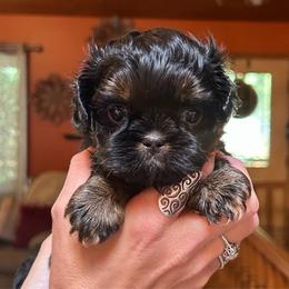 Marshmallow - Black and tan female Shih Tzu puppy in Nekoosa, Wisconsin from Brox Acres House of Fur LLC
