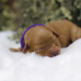 Chiffon - Red female Cavapoo puppy in Queen Creek, Arizona from Dulcito Doodles