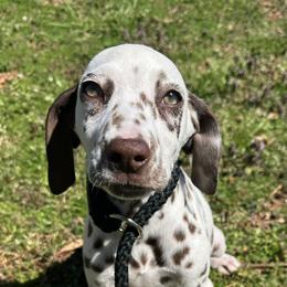 Dalmatian and Poodle Puppies from Cotton Top
