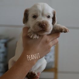 Peanut - Lemon roan male English Cocker Spaniel puppy in New Mexico from HighBrassGunDogs