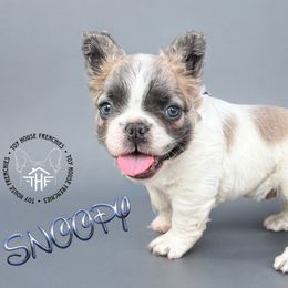 SNOOPY Full Fluffy - Fawn and white male French Bulldog puppy in Salem, Oregon from Toy House Frenchies