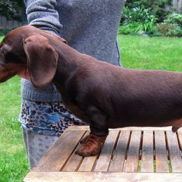 Misha - Dachshund