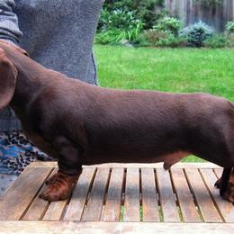 Misha - Dachshund