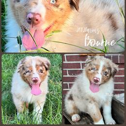 5 Bourne - Red merle male Australian Shepherd puppy in Huntington, Texas from JKKJ Farms, LLC