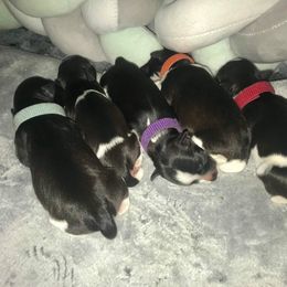 Miniature Schnauzers from Pawsh Parti Schnauzers LLC