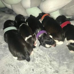 Miniature Schnauzers from Pawsh Parti Schnauzers LLC