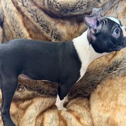 Buddy - Black brindle and white male Boston Terrier puppy in Redlands, California from Off The Hook Boston Buddies