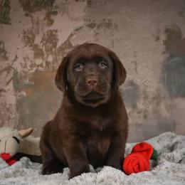 Millie - Chocolate female Labrador Retriever puppy in Archer Lodge, North Carolina from Archer Lodge Labradors