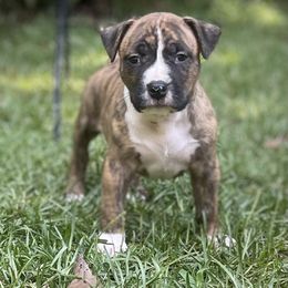 Savitar - Brown brindle male American Staffordshire Terrier puppy in Monroe, Georgia from Irresistibull Staffords