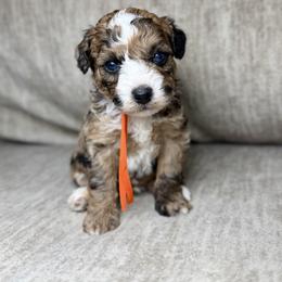 Blaze - Merle male Bernedoodle puppy in Lamar, Colorado from Jozlyn’s Pups